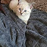 blanket, blue_eyes, brown, cat, cozy, cream_color, curious, cushion, cute, domestic, fluffy, furniture, gray, indoor, kitten, pet, resting, small, soft_texture, young_animal
