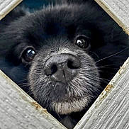 Rico Bean joined the competition — help win amazing prizes! dog, black_dog, nose, close_up, fence, wooden_fence, peeking, animal, pet, curious, snout, whiskers, outdoor, portrait, face, eyes, texture, white, black, fur