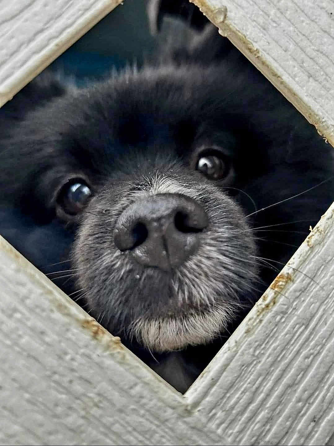 Rico Bean joined the competition — help win amazing prizes! dog, black_dog, nose, close_up, fence, wooden_fence, peeking, animal, pet, curious, snout, whiskers, outdoor, portrait, face, eyes, texture, white, black, fur