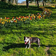 Aiko a rejoint le concours — aidez-le/la à gagner de superbes lots ! dog, outdoor, grass, flowers, tulips, daffodils, tree, sunlight, shadow, spring, leash, park, nature, greenery, colorful, pet, canine, daylight, happy, scenic