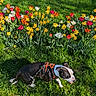 dog, grass, flowers, tulips, daffodils, greenery, outdoor, sunlight, nature, pet, leash, harness, spring, colorful, garden, plant, canine, animal, walking, daylight