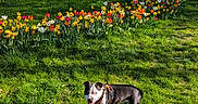 Aiko participe au concours pour gagner de l'argent avec cette photo : dog, grass, flowers, tulips, daffodils, trees, park, sunlight, shadow, leash, harness, greenery, nature, outdoor, spring, colorful, blue_sky, pet, canine, happy