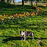 dog, grass, flowers, tulips, daffodils, trees, park, sunlight, shadow, leash, harness, greenery, nature, outdoor, spring, colorful, blue_sky, pet, canine, happy
