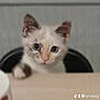 abyssinian, angora, animal, ball, baseball, baseballball, cat, head, indoors, kitten, manx, person, pet, siamese, sport