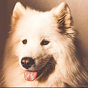 Saxo participe au concours pour gagner de l'argent avec cette photo : dog, white, fluffy, tongue_out, pet, animal, closeup, portrait, happy, friendly, ears, fur, cute, mammal, canine, domestic, face, nose, whiskers, indoor