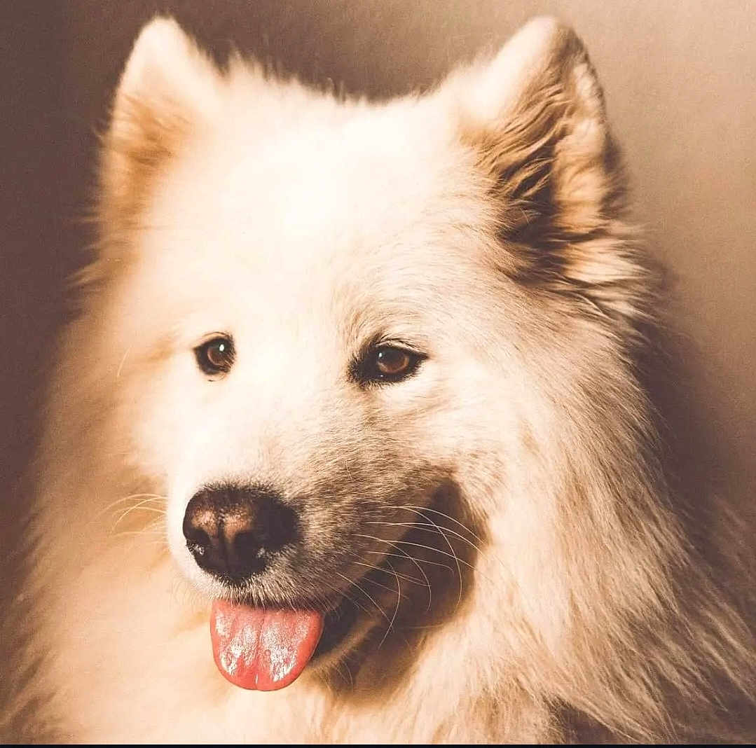 Saxo participe au concours pour gagner de l'argent avec cette photo : dog, white, fluffy, tongue_out, pet, animal, closeup, portrait, happy, friendly, ears, fur, cute, mammal, canine, domestic, face, nose, whiskers, indoor