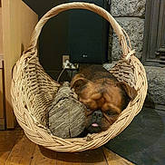 Loukoum participe au concours pour gagner de l'argent avec cette photo : dog, brown_dog, wicker_basket, log, wood_floor, indoor, stone_wall, tongue_out, pet, cozy, resting, household_item, wood, furniture, animal, cute, small_dog, face, ears, relaxed