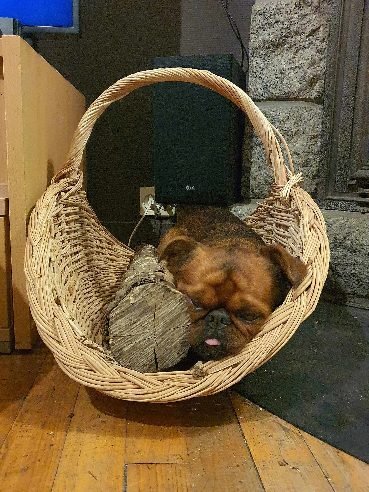 Loukoum participe au concours pour gagner de l'argent avec cette photo : dog, brown_dog, wicker_basket, log, wood_floor, indoor, stone_wall, tongue_out, pet, cozy, resting, household_item, wood, furniture, animal, cute, small_dog, face, ears, relaxed