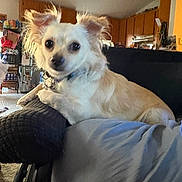 Chili is registered to the contest to win money with this photo: alert, blanket, collar, couch, dog, ears, eyes, fur, home, indoor, kitchen, living_room, looking_at_camera, necklace, pet, pillow, portrait, relaxed, small_dog, sofa