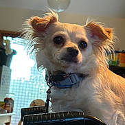 Chili Bean joined the competition — help win amazing prizes! canine, chair, chihuahua_type, close_up, collar, dog, domestic_animal, eyes, fluffy_ears, furniture, household, indoor, lamp, leash, muzzle, pet, portrait, small_dog, table, window