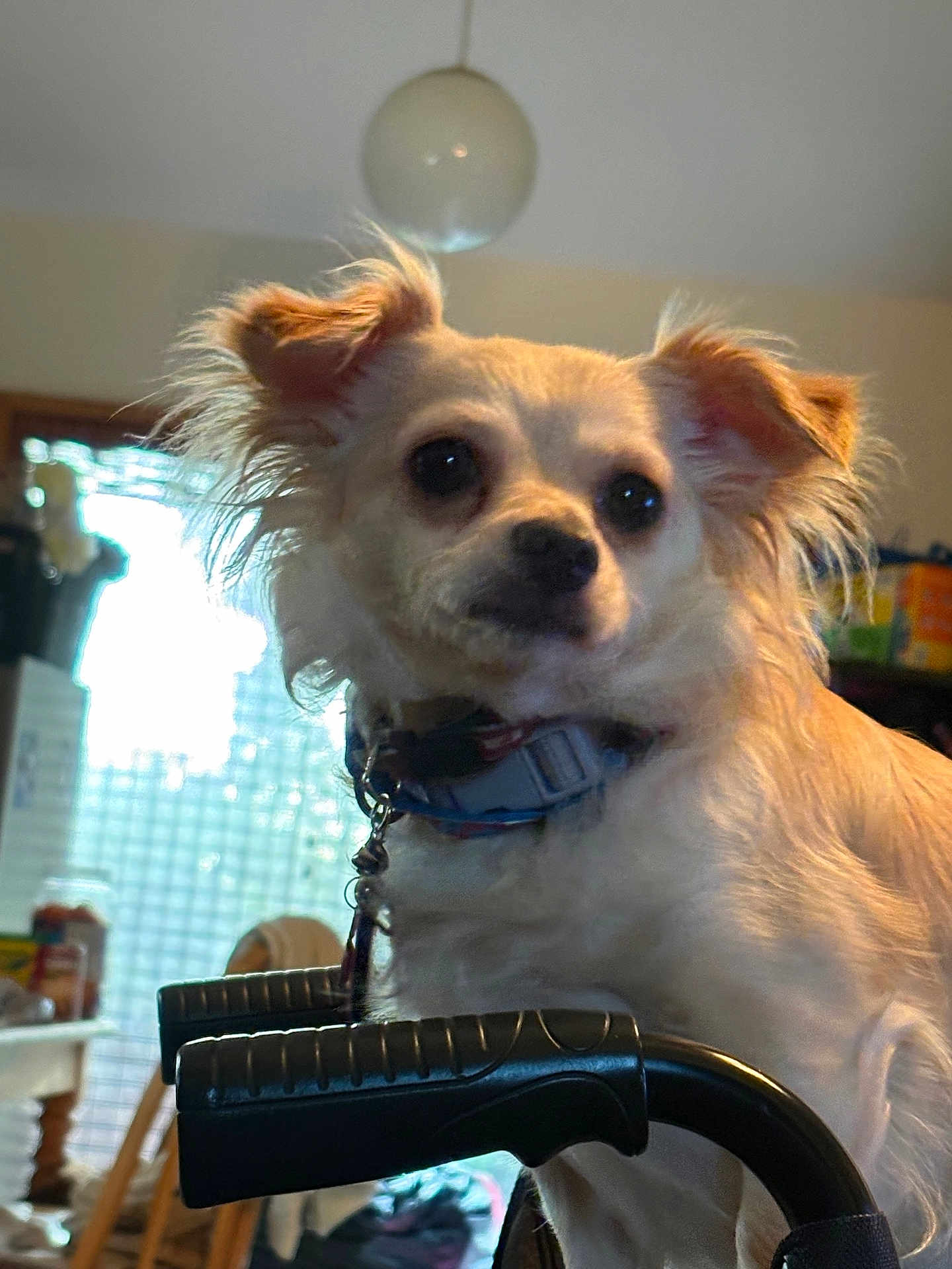 Chili Bean joined the competition — help win amazing prizes! canine, chair, chihuahua_type, close_up, collar, dog, domestic_animal, eyes, fluffy_ears, furniture, household, indoor, lamp, leash, muzzle, pet, portrait, small_dog, table, window
