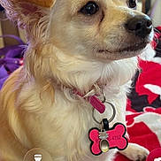 Chili Bean joined the competition — help win amazing prizes! dog, pet, collar, tag, indoor, blanket, red, black, cream_colored, fur, ears, nose, animal, cute, close_up, portrait, domestic_animal, companion, alert, laying_down