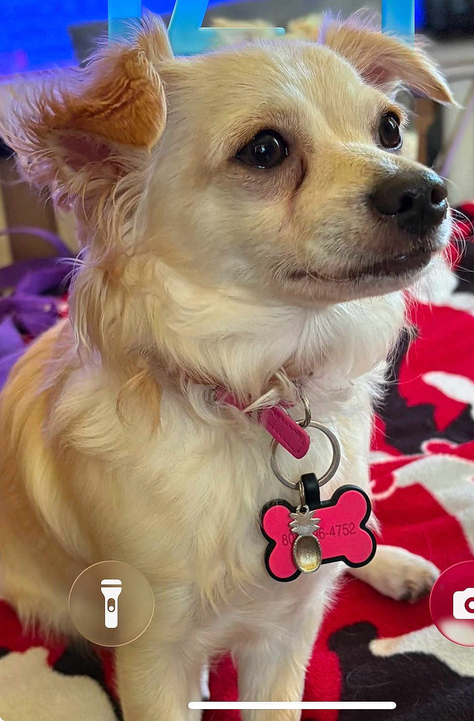 Chili Bean joined the competition — help win amazing prizes! dog, pet, collar, tag, indoor, blanket, red, black, cream_colored, fur, ears, nose, animal, cute, close_up, portrait, domestic_animal, companion, alert, laying_down