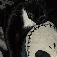 Tuxedo joined the competition — help win amazing prizes! animal, black_and_white, cat, close_up, comfort, cozy, dark_background, feline, fur, indoor, peaceful, pet, pillow, plush, quiet, resting, skull_design, sleeping, soft_texture, whiskers