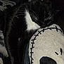 animal, black_and_white, cat, close_up, comfort, cozy, dark_background, feline, fur, indoor, peaceful, pet, pillow, plush, quiet, resting, skull_design, sleeping, soft_texture, whiskers