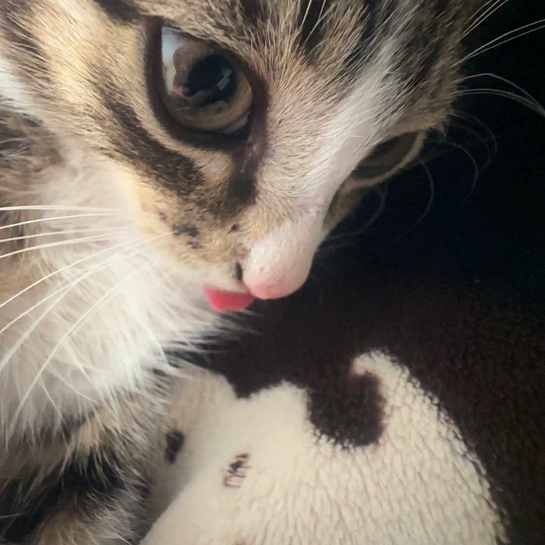 Cora Lynn is registered to the contest to win money with this photo: abyssinian, animal, beak, bird, bodypart, canine, cat, dog, face, head, kitten, manx, mouth, person, pet, photography, portrait, puppy, siamese, tongue