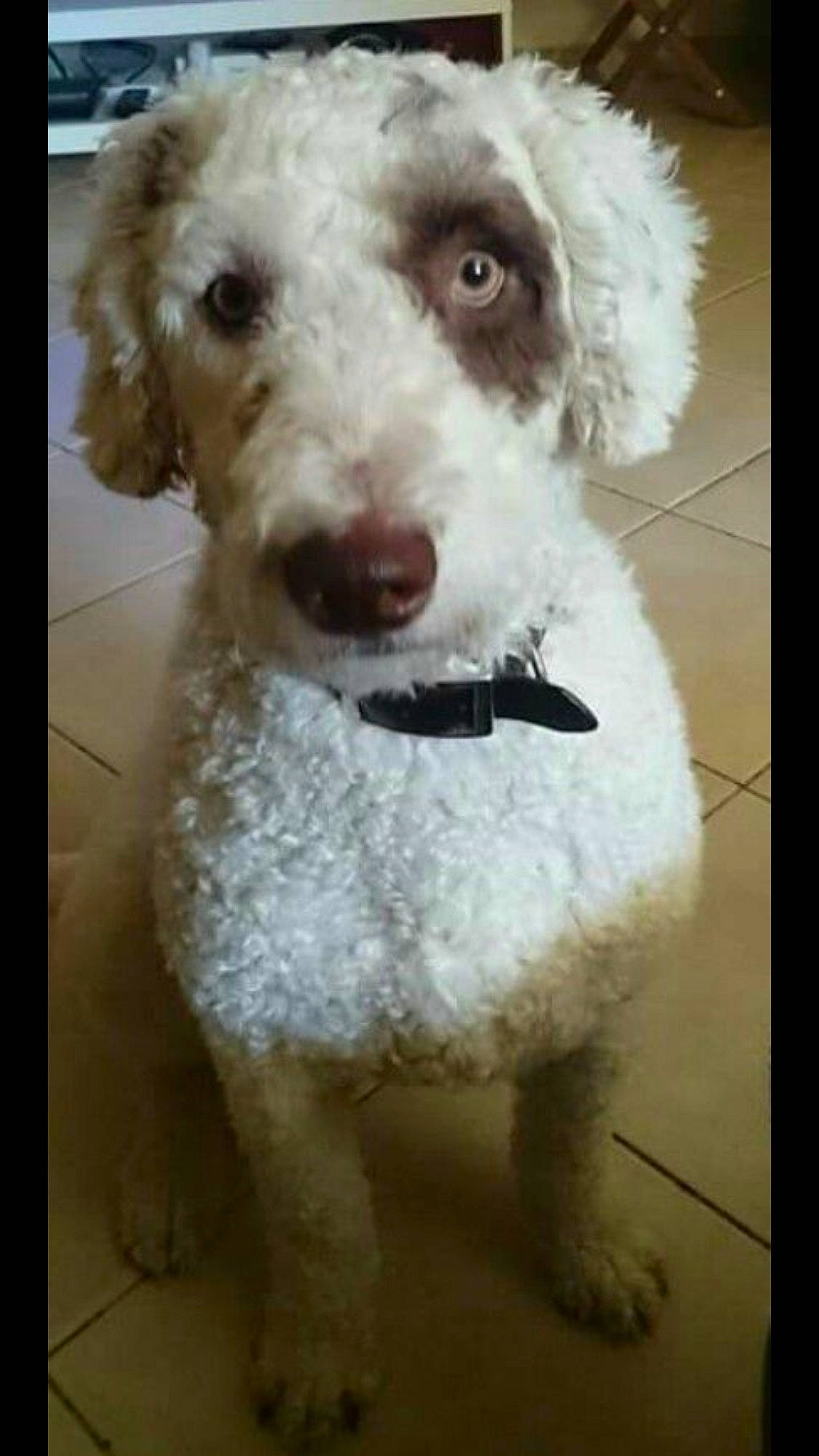 Jackson participe au concours pour gagner de l'argent avec cette photo : canidae, carnivore, companion_dog, dog, dog_breed, goldendoodle, labradoodle, lagotto_romagnolo, mammal, miniature_poodle, non_sporting_group, nose, poodle, poodle_crossbreed, snout, spanish_water_dog, sporting_group, standard_poodle, toy_poodle, vertebrate