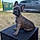 Balou