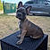 Balou