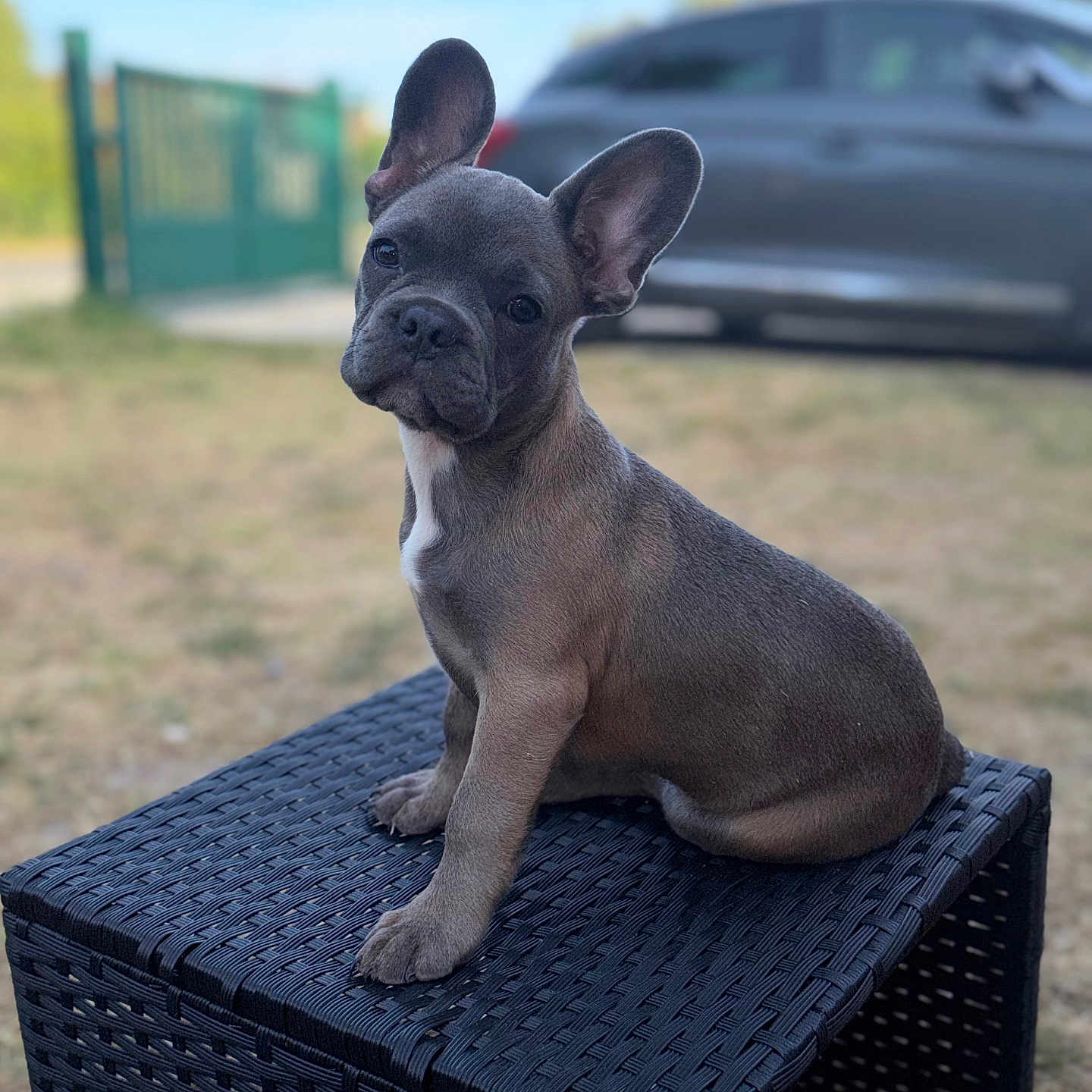 Balou participe au concours pour gagner de l'argent avec cette photo : dog, puppy, french_bulldog, pet, animal, outdoor, table, black_table, grass, car, gate, curious, cute, small, ears, head_tilt, sitting, daylight, nature, backyard