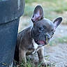Balou a rejoint le concours — aidez-le/la à gagner de superbes lots ! puppy, dog, french_bulldog, grass, plant_pot, outdoor, young, animal, cute, pet, ears, nose, tongue, curious, blurred_background, nature, small, fur, ground, playful