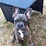 Balou a rejoint le concours — aidez-le/la à gagner de superbes lots ! dog, puppy, french_bulldog, outdoor, grass, ear, pet, animal, cute, brown, white_marking, sitting, face, eyes, nose, furniture, blurred_background, young, portrait, canine