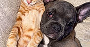 Balou participe au concours pour gagner de l'argent avec cette photo : cat, dog, orange_tabby, french_bulldog, puppy, pet, animal, couch, snuggle, cozy, relaxed, cute, furry, companion, indoor, laying_down, resting, fur, ears, paw