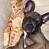 cat, dog, orange_tabby, french_bulldog, puppy, pet, animal, couch, snuggle, cozy, relaxed, cute, furry, companion, indoor, laying_down, resting, fur, ears, paw