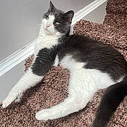 Roni joined the competition — help win amazing prizes! black_and_white, carpet, cat, cute, feline, fur, heart_emoji, home, indoor, lounging, lying_down, pet, portrait, relaxed, staircase, tail, text_overlay, tuxedo_cat, whiskers, yellow_eyes