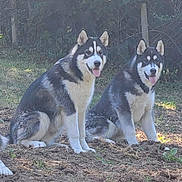 Alaska Et Aïko a rejoint le concours — aidez-le/la à gagner de superbes lots ! dog, husky, two_dogs, outdoor, grass, dirt, plants, nature, tongue_out, sitting, canine, pet, animal, fur, ears, eyes, happy, daylight, forest, smile