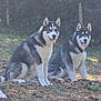 dog, husky, two_dogs, outdoor, grass, dirt, plants, nature, tongue_out, sitting, canine, pet, animal, fur, ears, eyes, happy, daylight, forest, smile