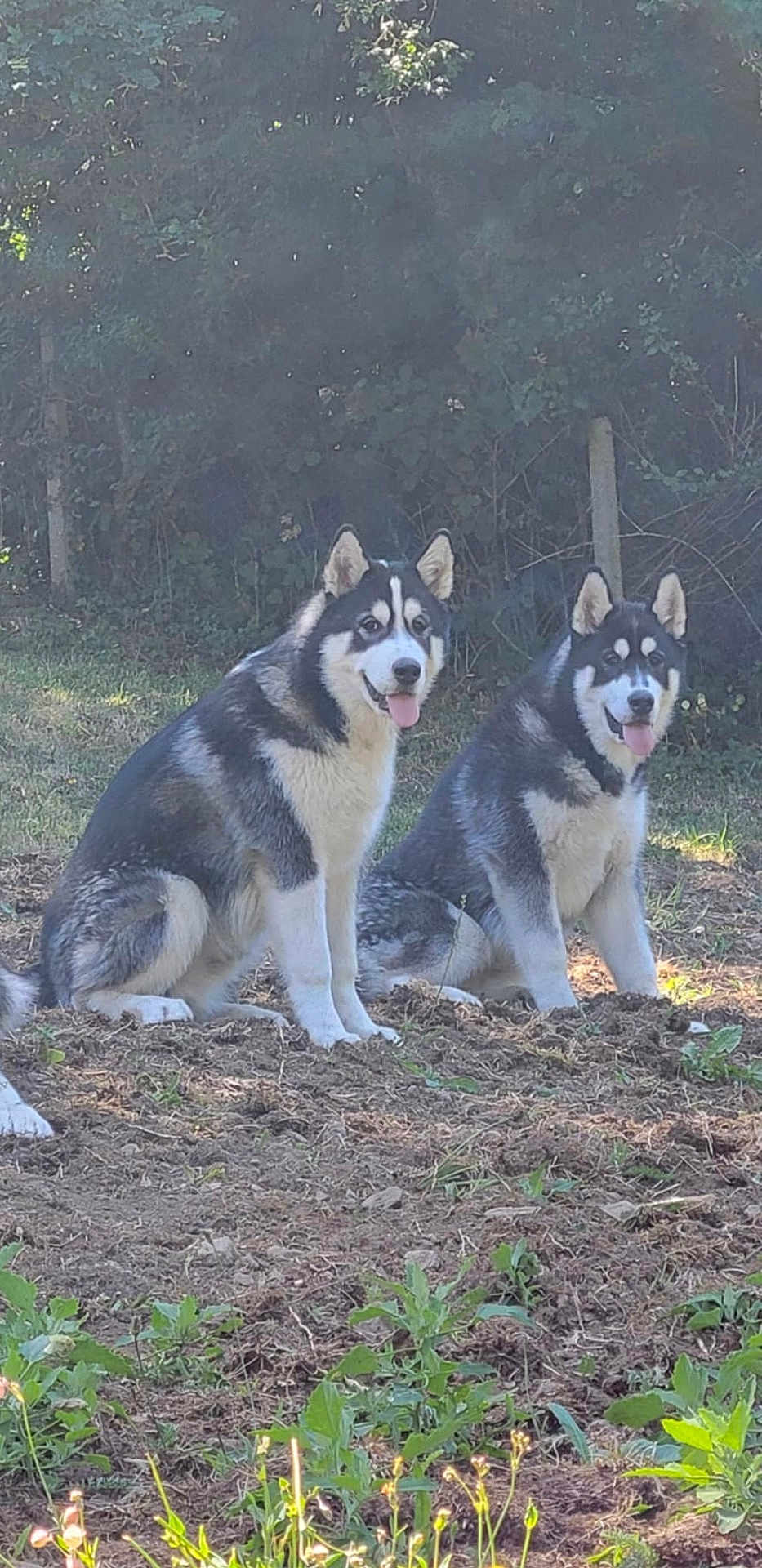 Alaska Et Aïko a rejoint le concours — aidez-le/la à gagner de superbes lots ! dog, husky, two_dogs, outdoor, grass, dirt, plants, nature, tongue_out, sitting, canine, pet, animal, fur, ears, eyes, happy, daylight, forest, smile