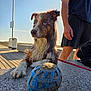 Ruby a rejoint le concours — aidez-le/la à gagner de superbes lots ! dog, wet_dog, blue_eyes, ball, person, shorts, boardwalk, flag, sunlight, outdoor, pavement, leash, paw, resting, summer, recreation, play, beach, daytime, animal