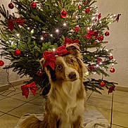 Ruby participe au concours pour gagner de l'argent avec cette photo : dog, christmas_tree, red_bow, ornaments, lights, holiday, festive, indoor, tile_floor, decorations, pet, canine, fur, cute, christmas, celebration, festivity, animal, tree, holiday_decor