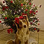 dog, christmas_tree, red_bow, ornaments, lights, holiday, festive, indoor, tile_floor, decorations, pet, canine, fur, cute, christmas, celebration, festivity, animal, tree, holiday_decor