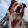 dog, blue_eyes, red_bandana, eiffel_tower, paris, outdoor, street, cloudy_sky, portrait, close_up, animal, mammal, brown_fur, white_fur, fluffy, urban, travel, tourist_spot, pet, leash