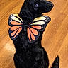 dog, black_dog, butterfly_costume, antennae, wings, costume, pet, sitting, indoor, wooden_floor, hardwood, portrait, animal, cute, funny, playful, long_hair, black_fur, tail, centered_subject