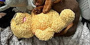 Spencer joined the competition — help win amazing prizes! adorable, animal, blanket, brown, cozy, cute, dog, fur, indoors, pet, playful, plush_toy, puppy, resting, sleeping, small, snuggling, soft, teddy_bear, toy