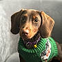 Spencer joined the competition — help win amazing prizes! animal, brown_dog, closeup, collar, couch, cozy, cute, dachshund, dog, ears, eyes, fur, green_sweater, indoor, pet, portrait, puppy, seated, sweater, yellow_bell