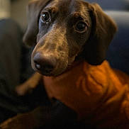 Spencer is registered to the contest to win money with this photo: animal, brown_fur, close_up, companion, cute, dog, domestic_animal, ears, face, friendly, furry, indoor, looking, mammal, orange_sweater, pet, portrait, puppy, snout, young_dog