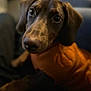 animal, brown_fur, close_up, companion, cute, dog, domestic_animal, ears, face, friendly, furry, indoor, looking, mammal, orange_sweater, pet, portrait, puppy, snout, young_dog
