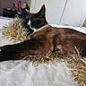 Milo is registered to the contest to win money with this photo: animal, bed, brown_fur, cat, closeup, cozy, cute, decor, domestic, feline, furniture, holiday, household, indoor, relaxation, resting, sleeping, soft_light, tinsel, white_fur
