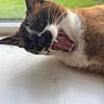 Milo is registered to the contest to win money with this photo: animal, black_fur, brown_fur, cat, closeup, daylight, domestic_cat, funny_expression, fur, green_background, indoor, lying_down, mouth_open, pet, teeth, tongue, whiskers, white_fur, window, windowsill