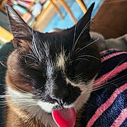 Milo is registered to the contest to win money with this photo: animal, black_and_white_fur, blurred_background, bookshelf, brown_fur, cat, close_up, cute, ears, funny_face, fur, furniture, indoor, nose, pet, relaxed, sleepy, striped_blanket, tongue_out, whiskers