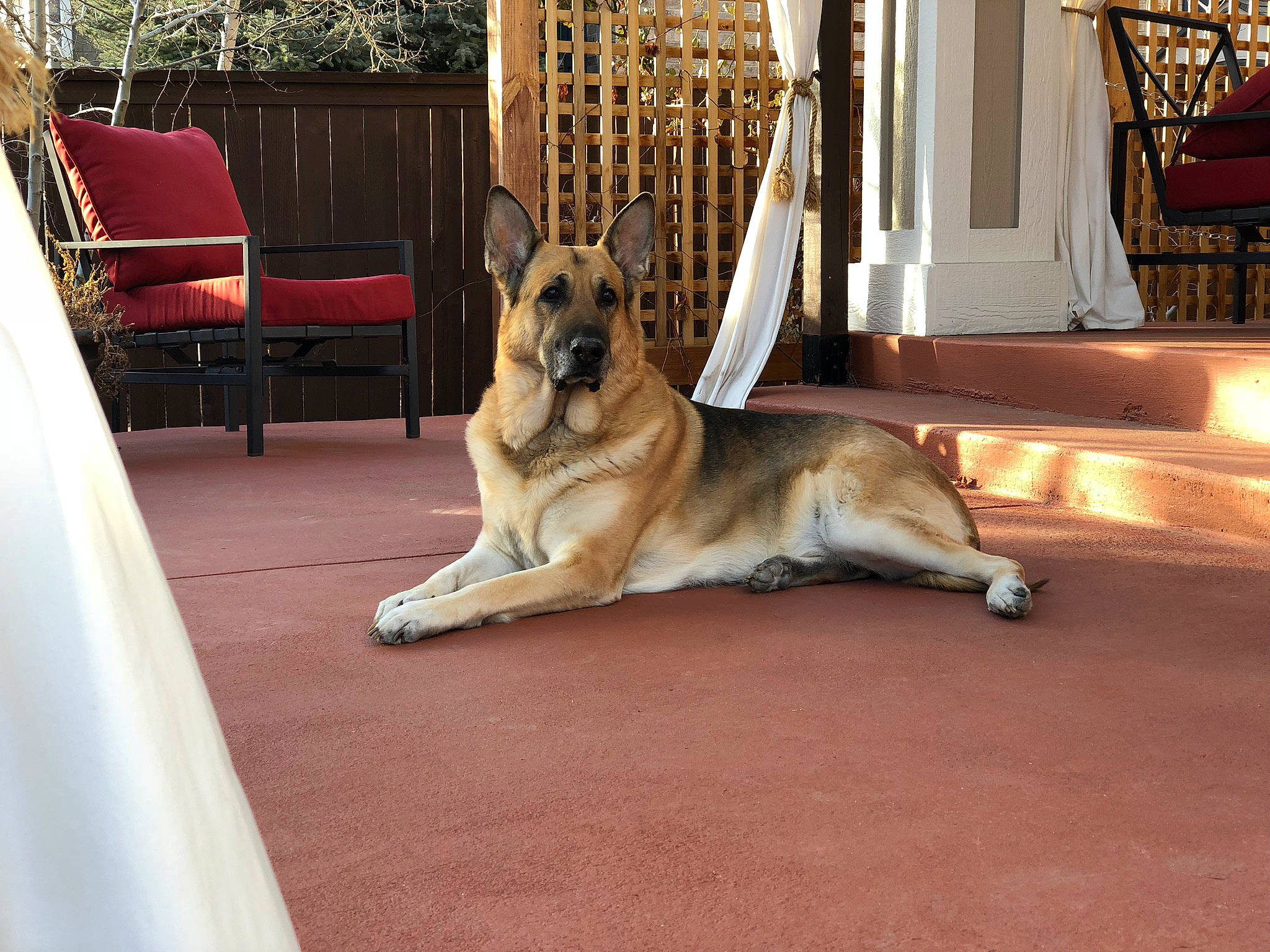 Arlo is registered to the contest to win money with this photo: canidae, carnivore, companion_dog, dog, dog_breed, east_european_shepherd, fawn, floor, german_shepherd_dog, king_shepherd, mammal, old_german_shepherd_dog, rare_breed_dog, shiloh_shepherd_dog, snout, vertebrate, wolfdog, working_dog