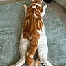 cat, ginger_cat, white_cat, lying_down, spread_legs, bed, blanket, feline, pet, domestic_animal, fur, tail, relaxing, indoor, animal, cute, resting, sleepy, paws, cozy