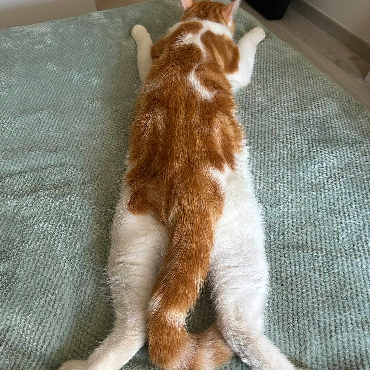 Asahi participe au concours pour gagner de l'argent avec cette photo : cat, ginger_cat, white_cat, lying_down, spread_legs, bed, blanket, feline, pet, domestic_animal, fur, tail, relaxing, indoor, animal, cute, resting, sleepy, paws, cozy