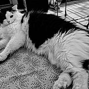 Twist participe au concours pour gagner de l'argent avec cette photo : animal, black_and_white, blanket, cat, cozy, cute, domestic, ears, floor, fluffy, furniture, indoor, looking_at_camera, lying_down, pattern, paw, pet, resting, tile, whiskers