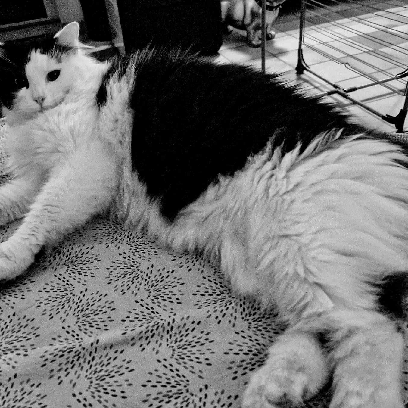 Twist participe au concours pour gagner de l'argent avec cette photo : animal, black_and_white, blanket, cat, cozy, cute, domestic, ears, floor, fluffy, furniture, indoor, looking_at_camera, lying_down, pattern, paw, pet, resting, tile, whiskers
