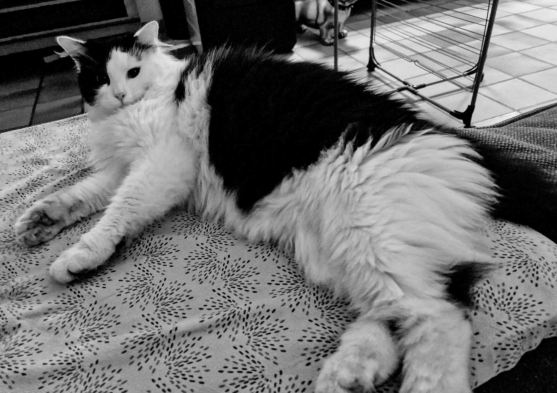 Twist participe au concours pour gagner de l'argent avec cette photo : animal, black_and_white, blanket, cat, cozy, cute, domestic, ears, floor, fluffy, furniture, indoor, looking_at_camera, lying_down, pattern, paw, pet, resting, tile, whiskers